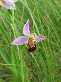 Ophrys apifera